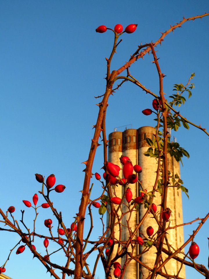 20131215Rosa_canina1