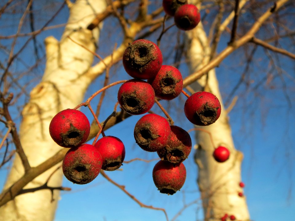 20131227Weissdorn