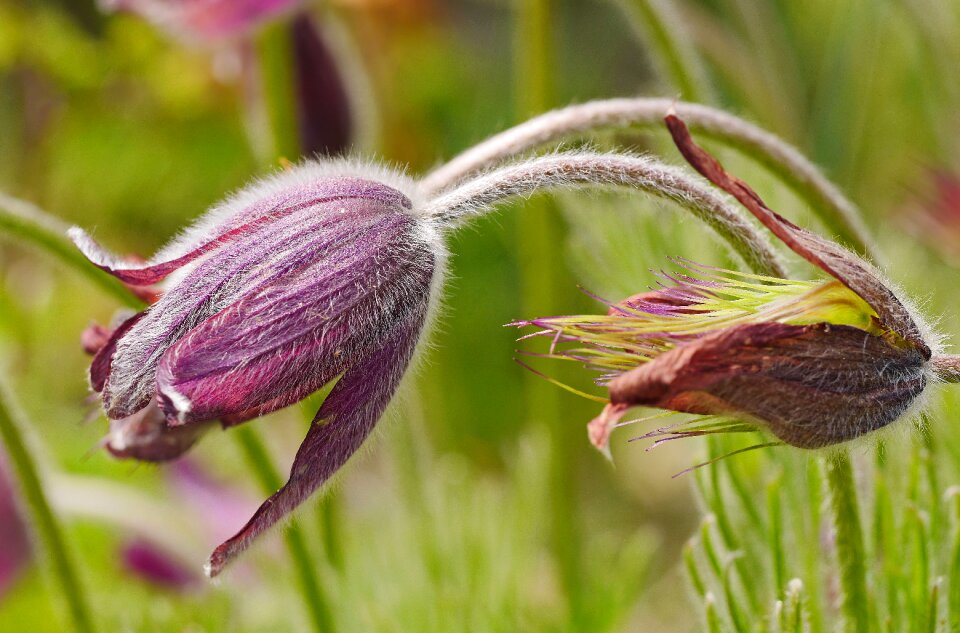 Macro nature seeds