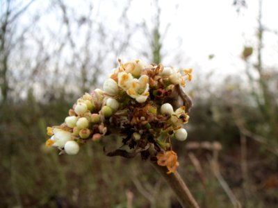 20131221Viburnum_lantana2