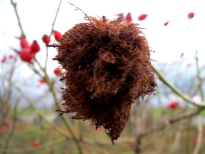 20131207Rosengallwespe_Reilingen2