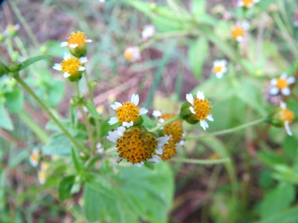 20131107Galinsoga_parviflora