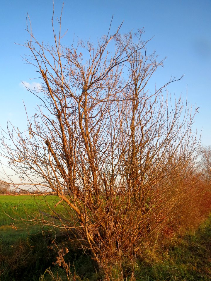 20131202Salweide2