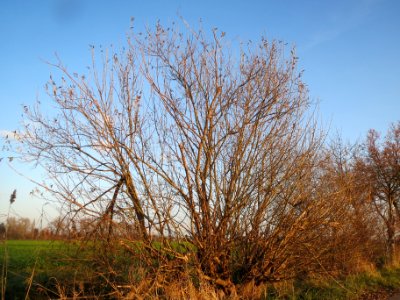 20131202Salweide1