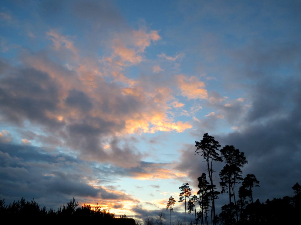 20131229Abend_Schwetzinger_Hardt3