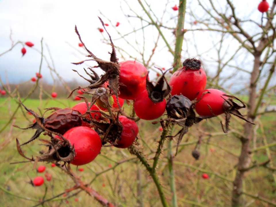 20131207Rose_Reilingen2