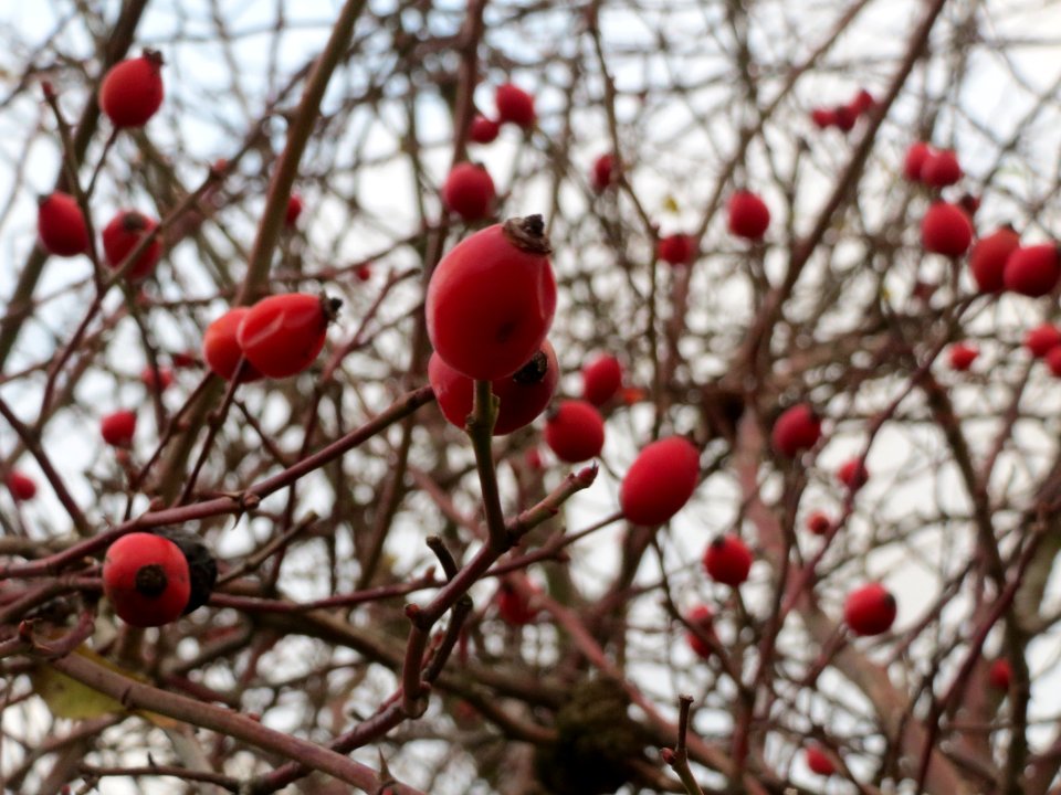 20131207Rose_Reilingen1