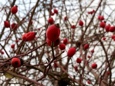 20131207Rose_Reilingen1