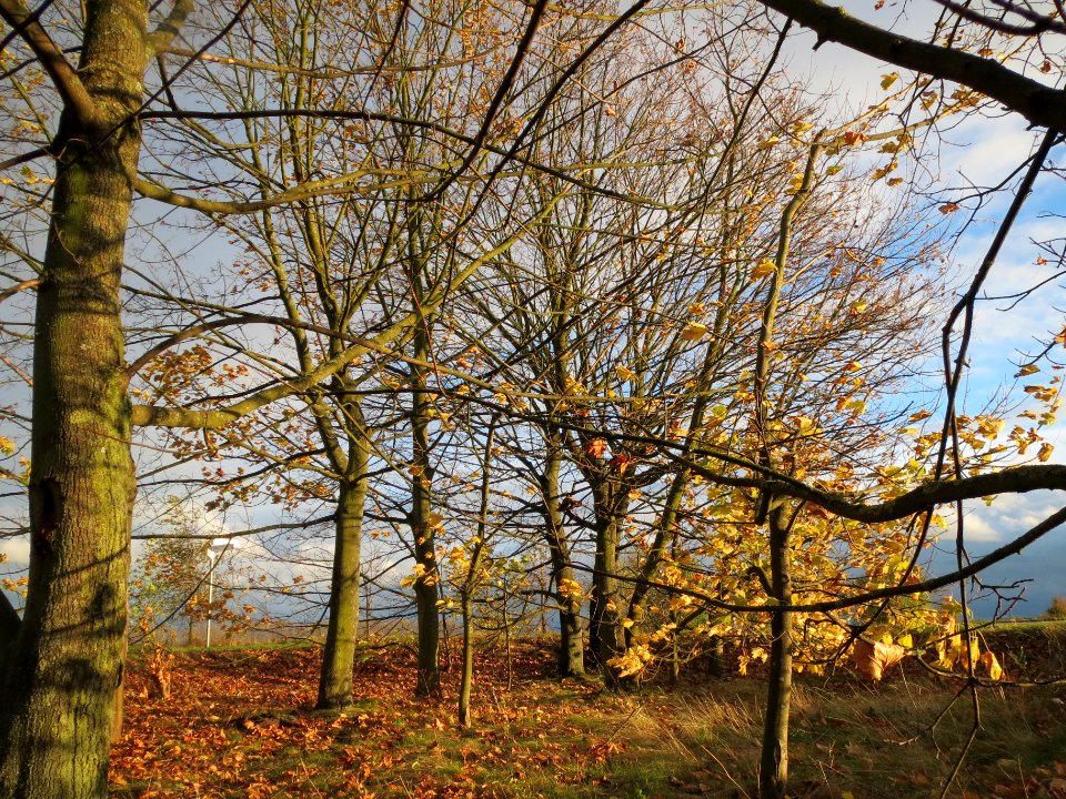 20131107Ahorn_Reilingen4