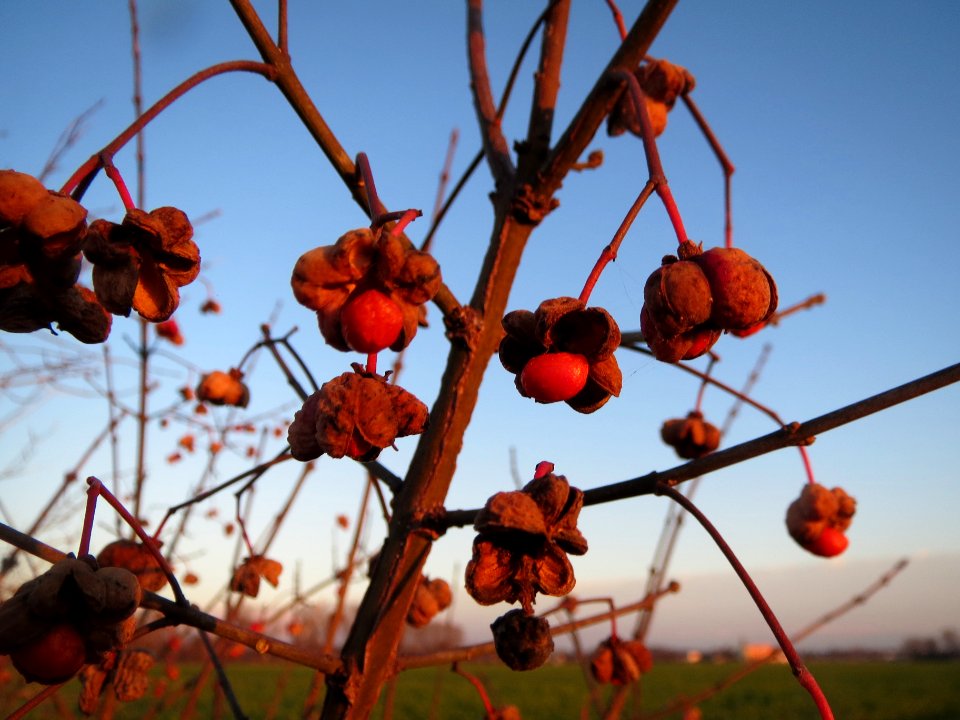 20131220Pfaffenhuetchen1