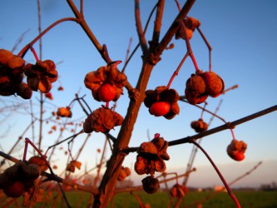 20131220Pfaffenhuetchen1