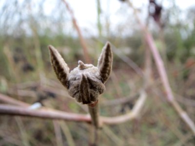 20131221Wolliger_Schneeball_Reilingen4