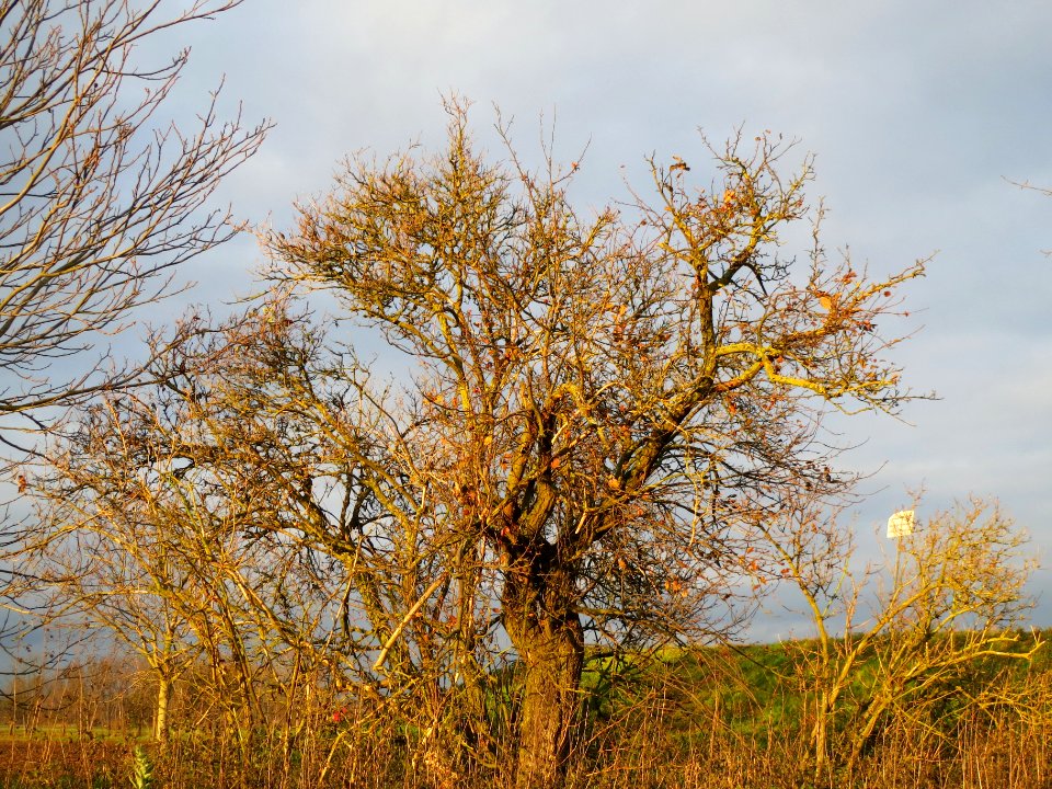 20131208Birne4