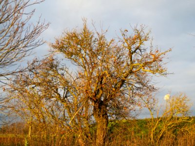 20131208Birne4