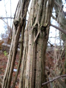 20131208Clematis_vitalba3