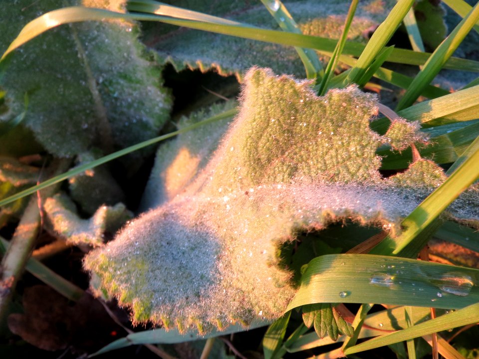20131220Koenigskerze4