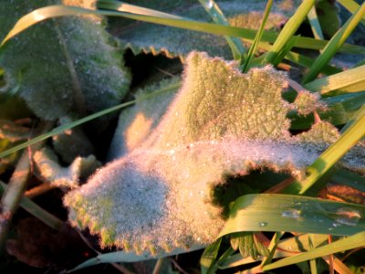 20131220Koenigskerze4