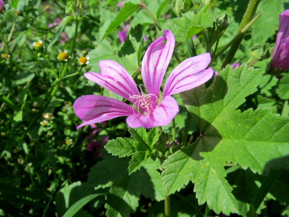 20130909Malva_sylvestris2