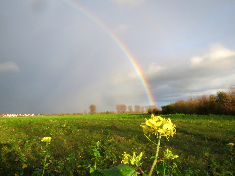 20131107Regenbogen_Reilingen8