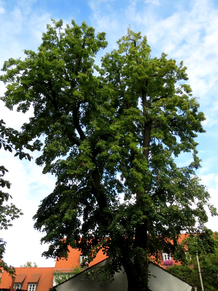 20130908Tilia_tomentosa2