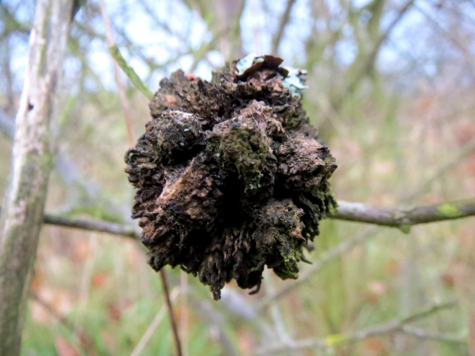 20131207Rosengallwespe_Reilingen4