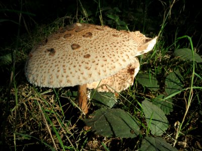 20130924Macrolepiota_procera4