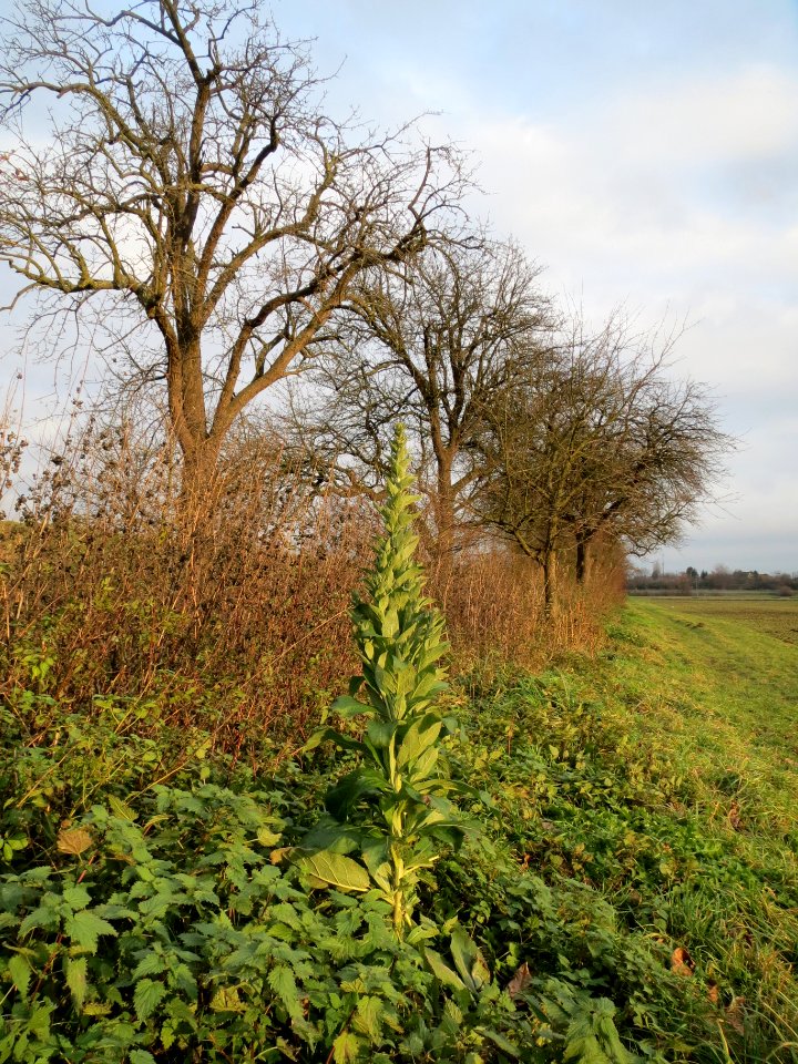 20131208Koenigskereze_Birne