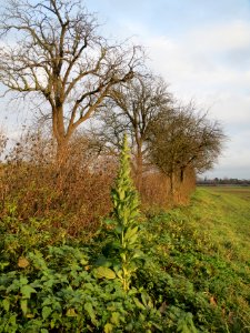 20131208Koenigskereze_Birne