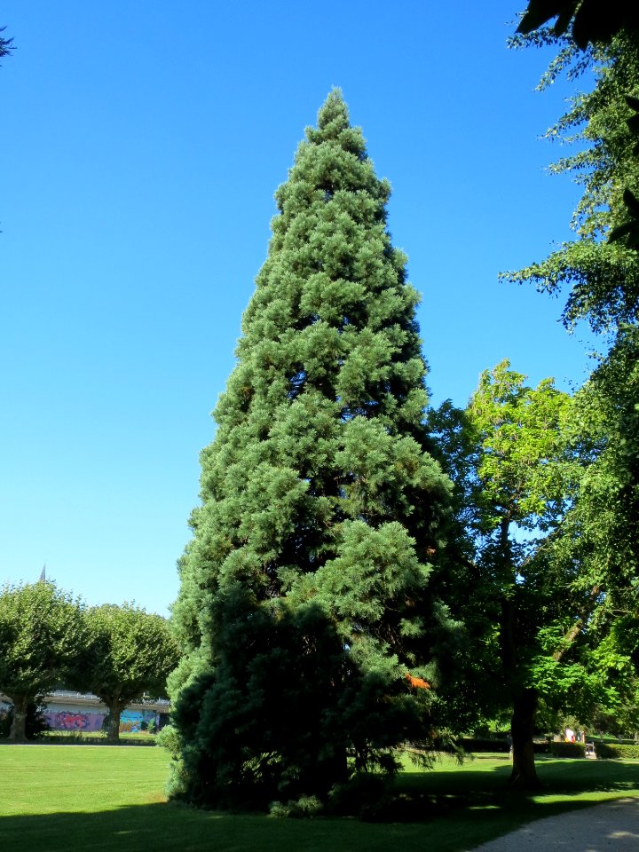 20139893Sequoiadendron_giganteum2