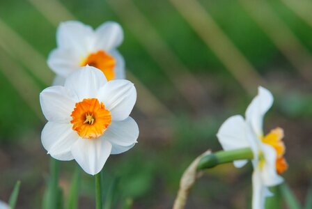 Narcissus flower Free photos photo
