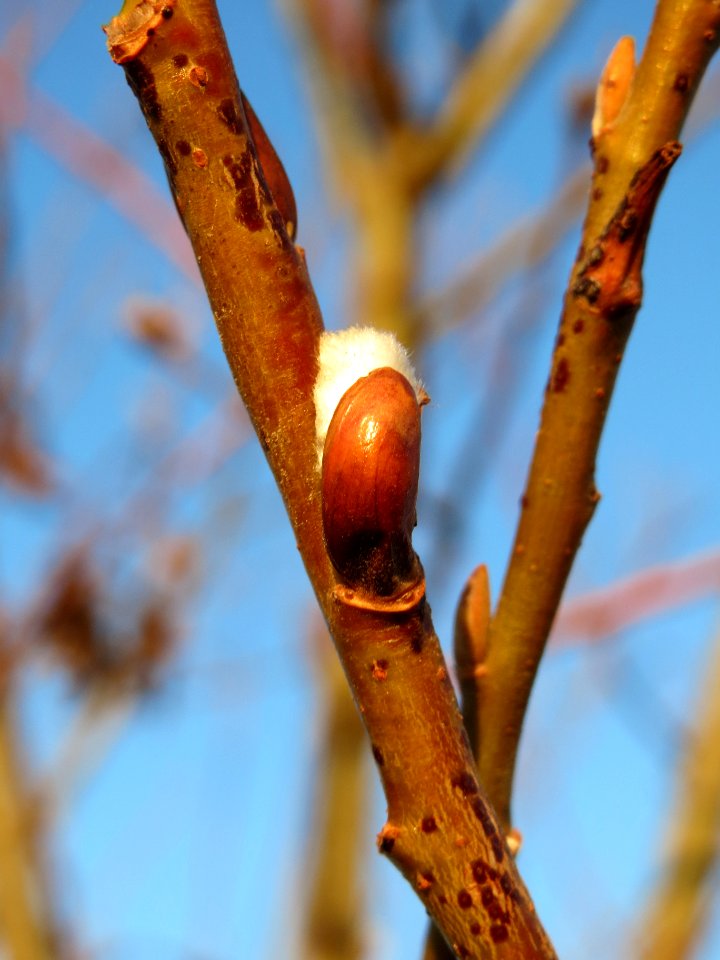 20131220Salix_caprea4