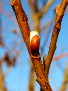 20131220Salix_caprea4
