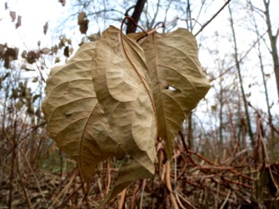 20131208Reynoutria_japonica3