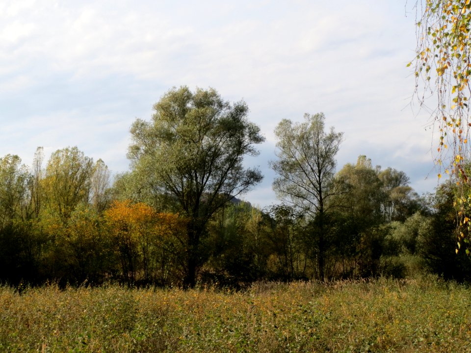 20131026St_Arnualer_Wiesen1
