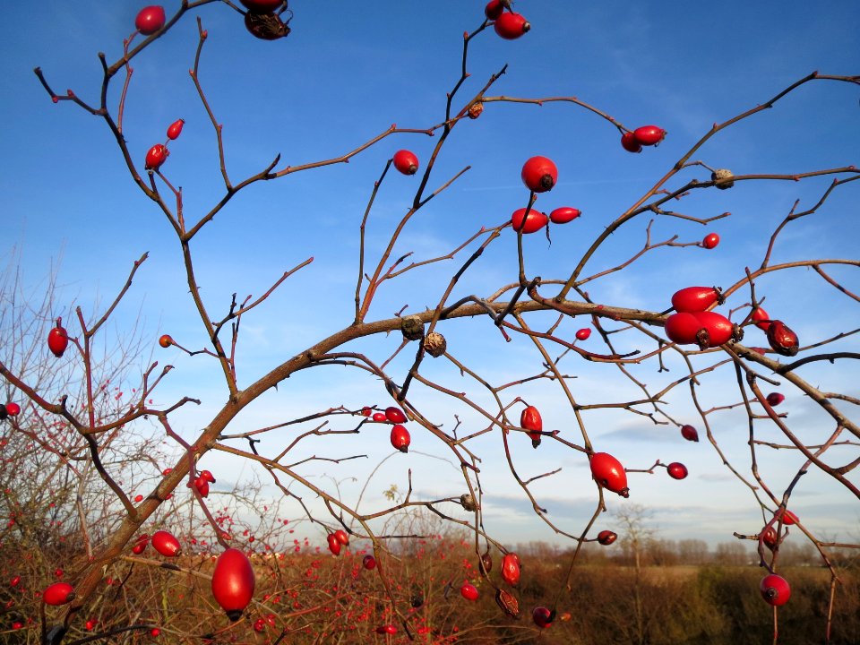 20131209Hundsrose_Reilingen1