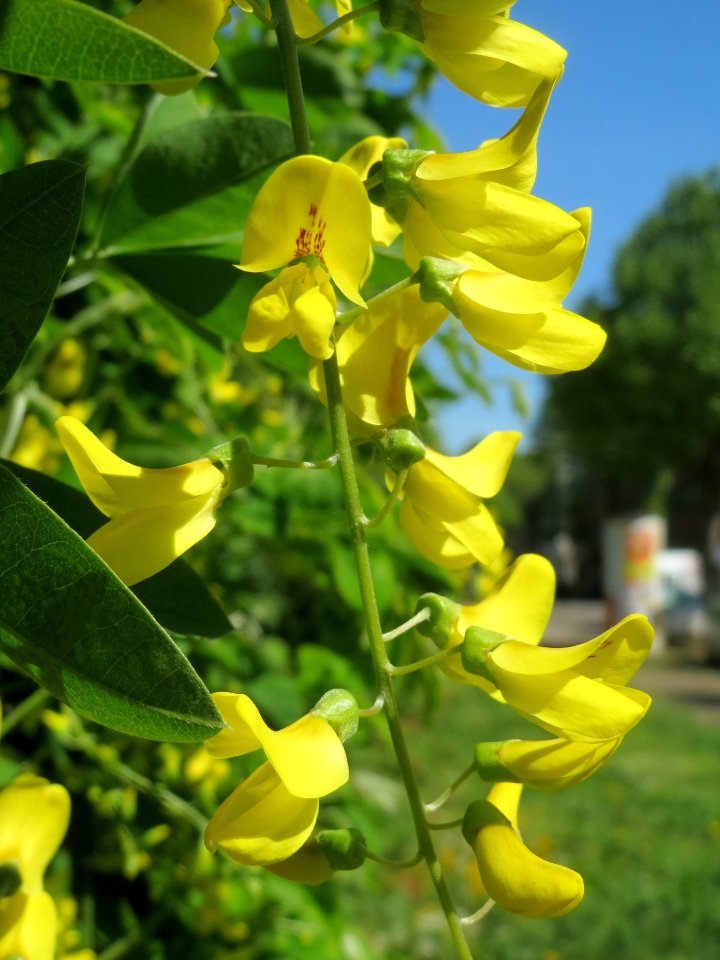 2014-04-16_Laburnum_×_watereri_3