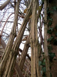 20131208Clematis_vitalba2