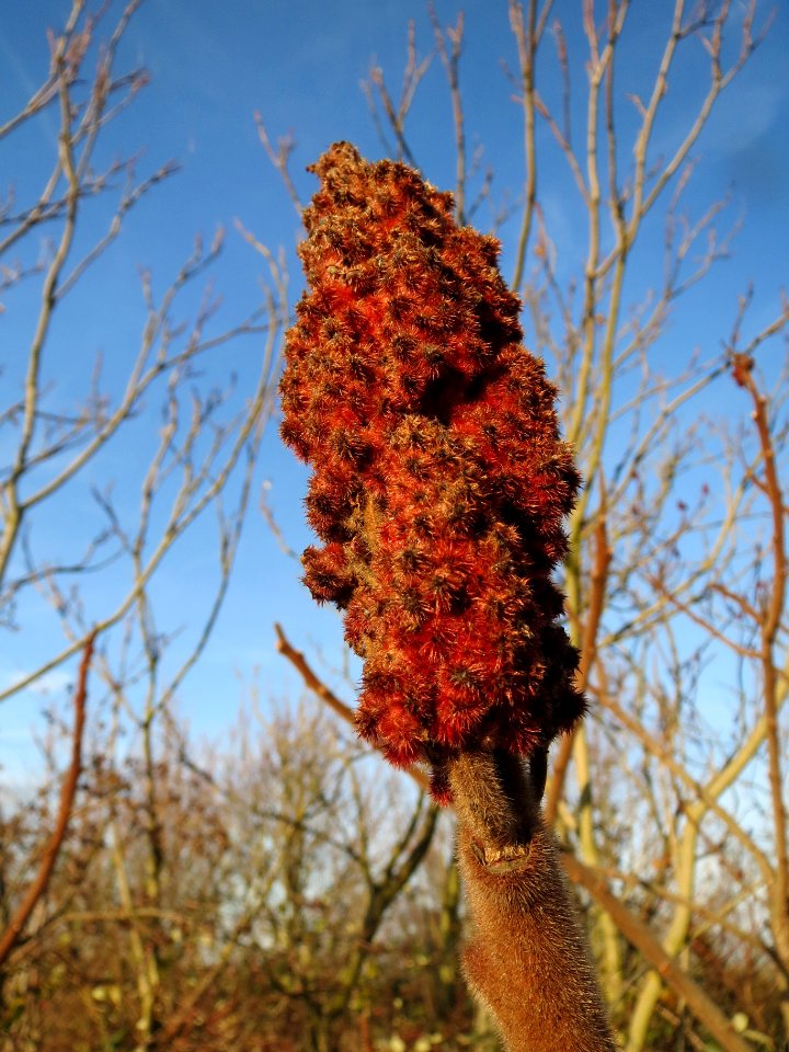 20131209Essigbaum_Hockenheim3