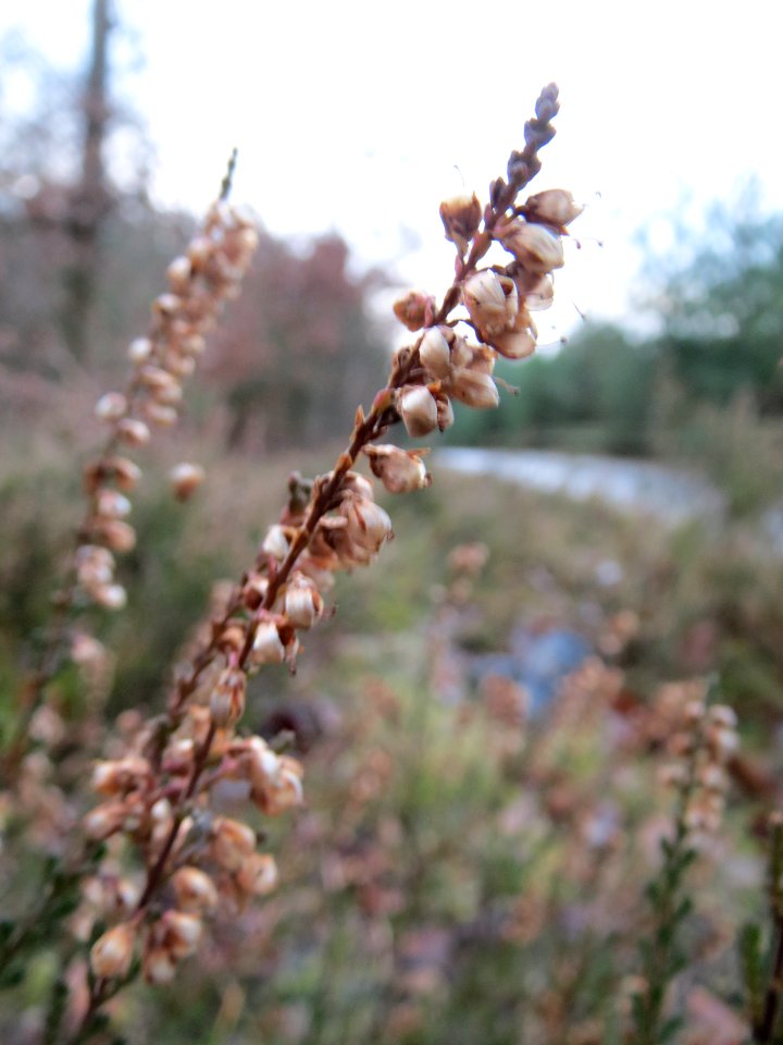 20131229Calluna_vulgaris2