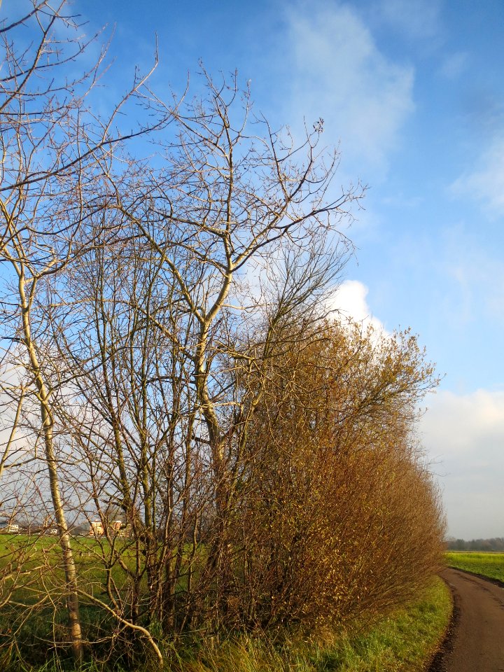 20131201Salweiden1