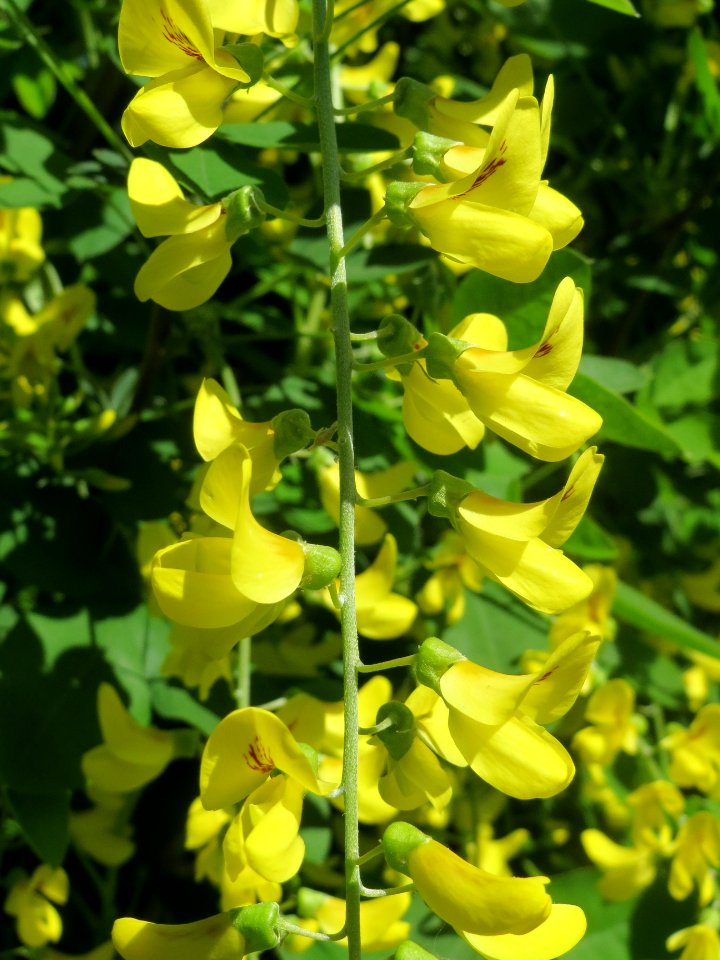 2014-04-16_Laburnum_×_watereri_2