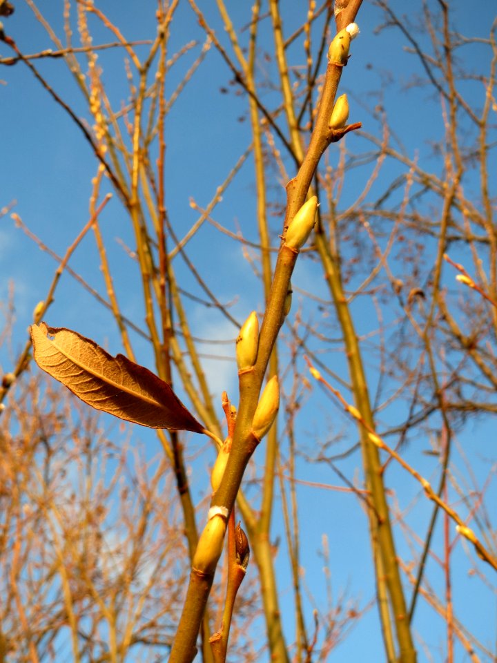 20131202Salweide4