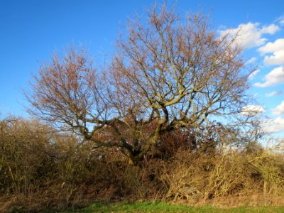 20140217Eiche_Reilingen7