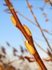 20131202Salweide3