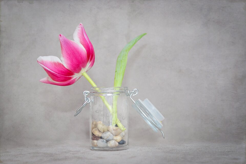 Bloom pink white spring flower