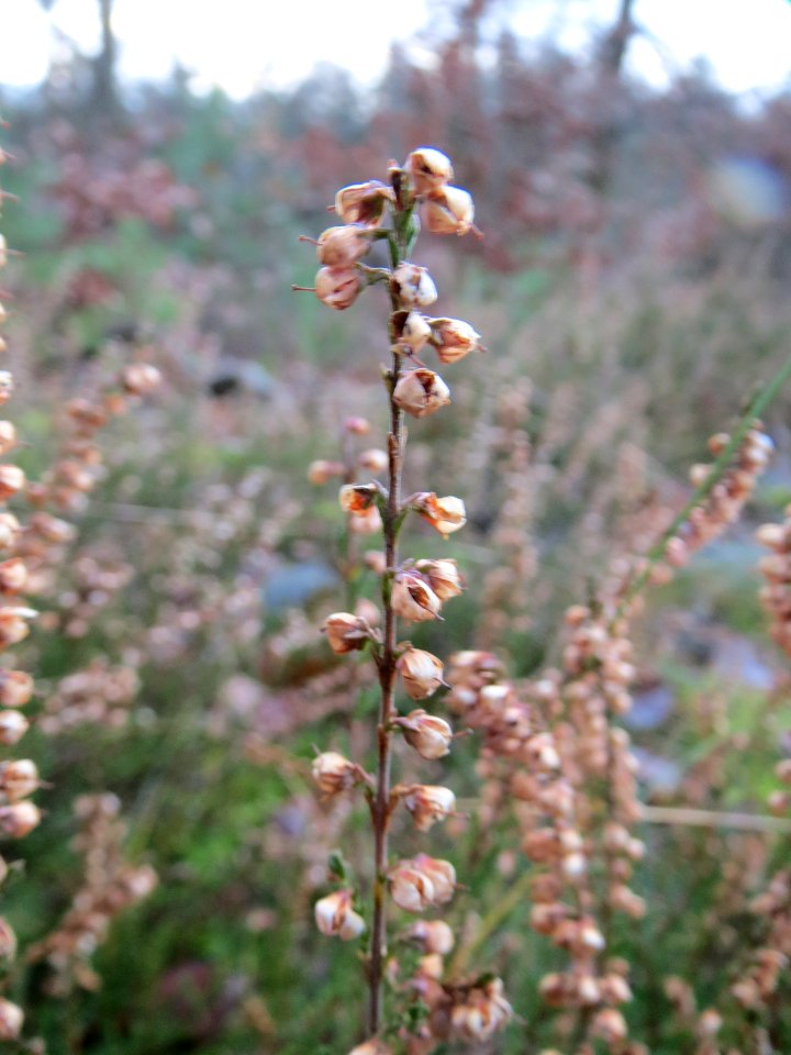 20131229Calluna_vulgaris1