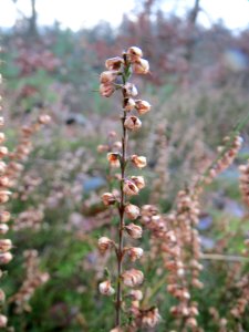 20131229Calluna_vulgaris1