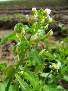 20130925Capsella_bursa-pastoris