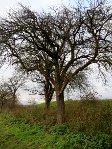 20131208Birne5