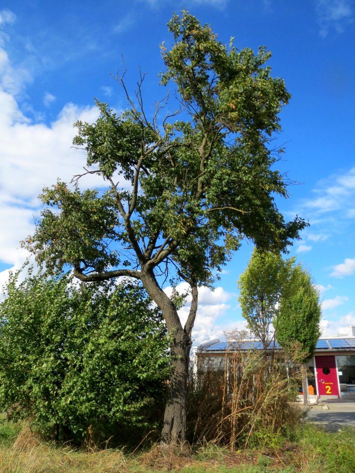 20130909Juglans_regia10